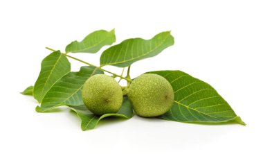 Beyaz arka planda yapraklı yeşil cevizler.