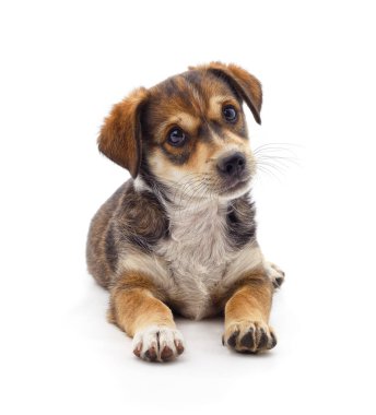 Beyaz arka planda izole edilmiş küçük bir köpek yavrusu..