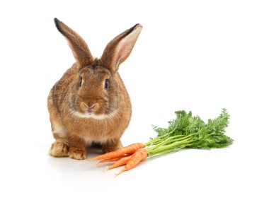 Beyaz arka planda izole edilmiş tavşan ve havuç..