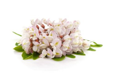 Beyaz bir arkaplanda beyaz bir akasya çiçeği.