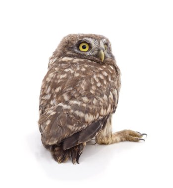 Beyaz bir arka plan üzerinde izole genç baykuş.