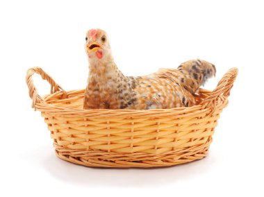 Beyaz arka planda izole edilmiş sepetteki tavuk..