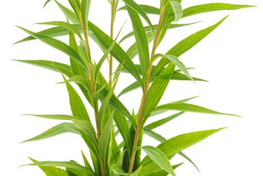 Beyaz arka planda yeşil yapraklı dallar.