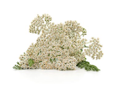 Beyaz arka planda izole edilmiş beyaz yarrow çiçekleri.