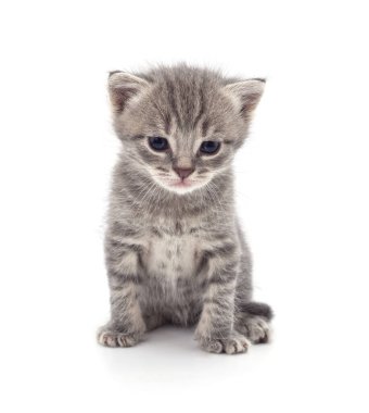 Beyaz arka planda izole edilmiş küçük gri kedi yavrusu..