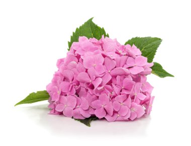 Beyaz arka planda izole edilmiş pembe bir ortanca çiçeği..