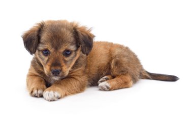 Siyah gözlü, beyaz arka planda uzanan sevimli kahverengi köpek yavrusu. Hayvan bakımı, hayvan evlat edinme ve köpeklerle ilgili kavramlar için mükemmel bir imaj..