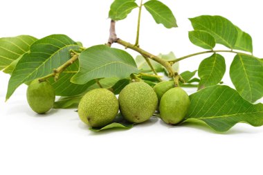 Beyaz arka planda yapraklı yeşil cevizler.