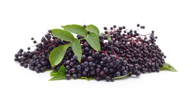 Siyah mürver meyvesi beyaz arka planda izole edilmiş.