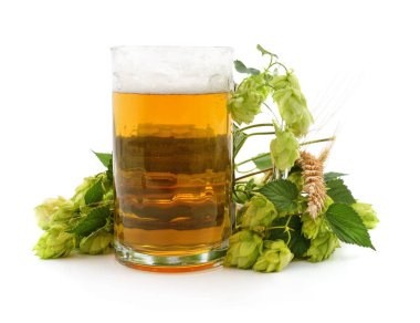 Taze yeşil zıpzıp ve beyaz arka planda izole edilmiş arpa kulaklarıyla çevrili köpüklü soğuk bir bardak bira. İçindekiler demleme konsepti.