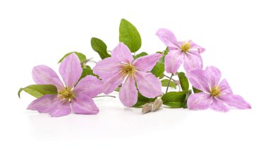 Beyaz arka planda izole edilmiş iklim mor çiçekleri.