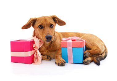 Beyaz bir arka plan üzerinde izole hediyeler ile kahverengi köpek yavrusu.