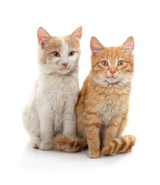 Beyaz bir arka planda iki güzel kedi..