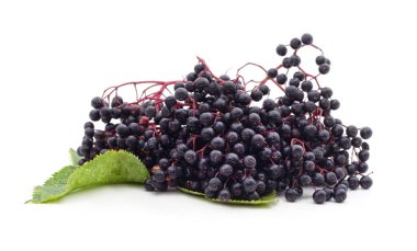 Siyah mürver meyvesi beyaz arka planda izole edilmiş.