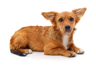 Bir kahverengi köpek beyaz arka planda izole edilmiş..