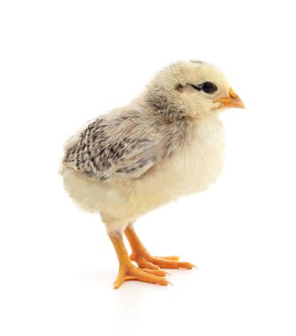 Beyaz arka planda izole edilmiş küçük bir tavuk..