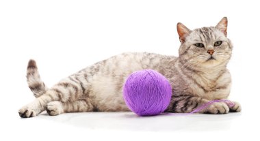 Cat with a ball of yarn isolated on a white background.