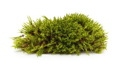 Fresh green forest moss pile isolated on white background. Natural woodland texture used for decoration, eco design, or botanical studies. Represents natural forest floor vegetation and soft organic texture.