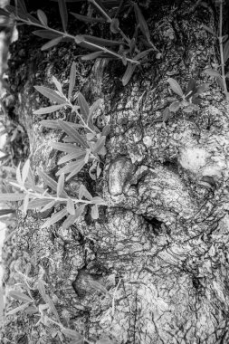 Ağaç kabuğunun siyah beyaz ayrıntıları