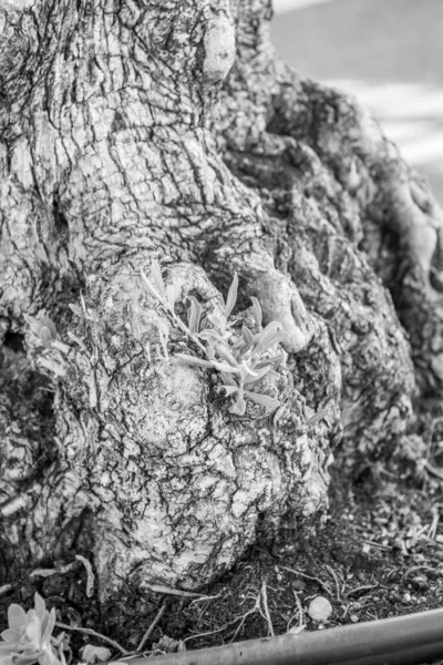 Ağaç Kabuğunun Siyah Beyaz Ayrıntıları — Stok fotoğraf