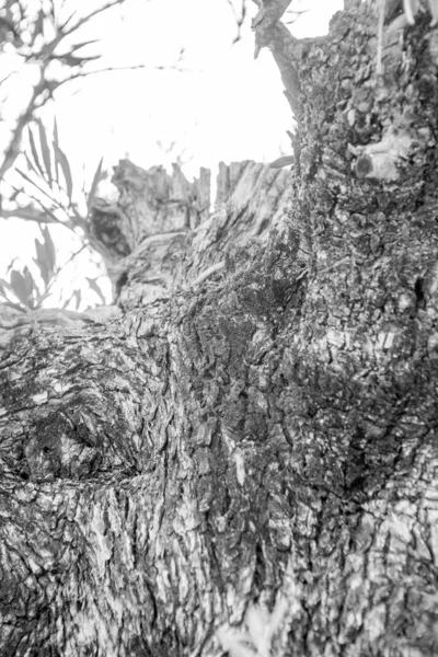 Detail Tree Bark Black White — Stock Photo, Image