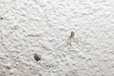 Sarı duvardaki ağdaki makro örümcek avını yiyor.