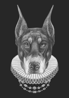 Elizabeth dönemi yakalı Doberman 'ın portresi. El çizimi illüstrasyon
