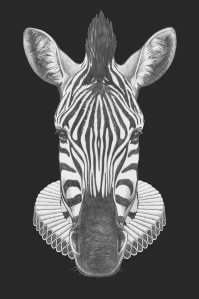 Retrato Zebra Com Colarinho Elisabetano Ilustração Desenhada Mão — Fotografia de Stock