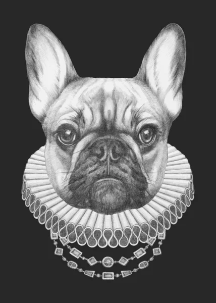 Retrato Bulldog Francês Com Elisabetano Collar Ilustração Desenhada Mão — Fotografia de Stock