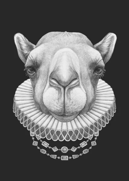Портрет Верблюда Елизаветинским Воротником Ручная Иллюстрация — стоковое фото