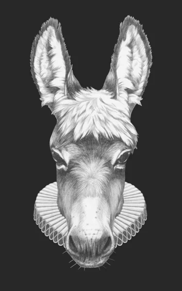 具有伊丽莎白时期头颈的驴子的肖像 手绘插图 — 图库照片