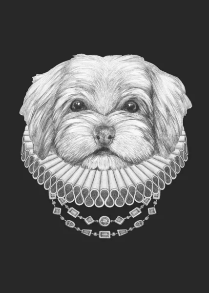Portret Van Hond Met Elizabethaanse Halsband Handgetekende Illustratie — Stockfoto