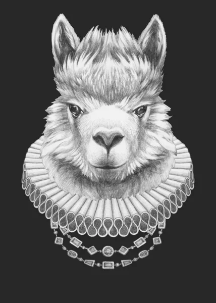 Ritratto Llama Con Colletto Elisabettiano Illustrazione Disegnata Mano — Foto Stock