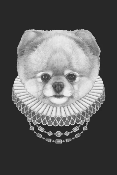 Portrét Pomeranian Alžbětinským Obojkem Ručně Kreslená Ilustrace — Stock fotografie