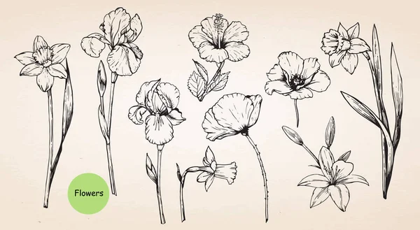 Zestaw Ręcznie Rysowanych Kwiatów Hibiskus Lilie Narcyz Iris Maki — Wektor stockowy