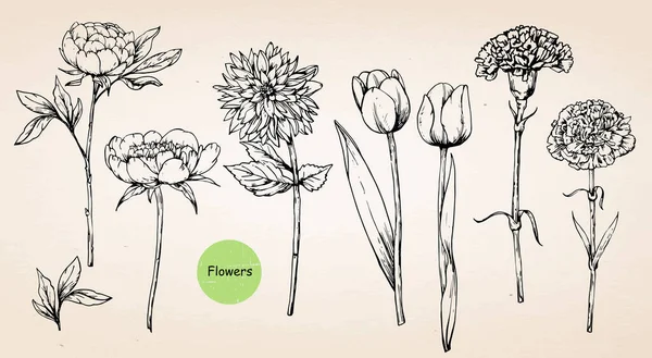 Juego Flores Dibujadas Mano Hibiscus Lirios Narcisos Iris Amapolas — Vector de stock