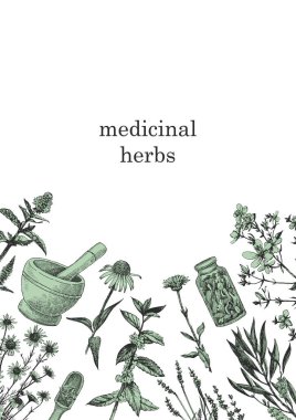 Şifalı bitkiler. Elle çizilmiş bitki ve nesneler. Mürekkep. Vektör