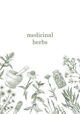 Medical Herbs. Hand-drawn illustration of herbs and objects. Ink. Vector clipart