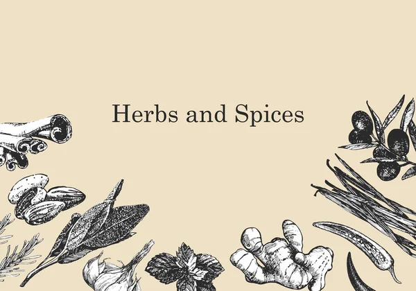 Örter Och Kryddor Handritad Illustration Växter Och Föremål Bläck Vektor — Stock vektor