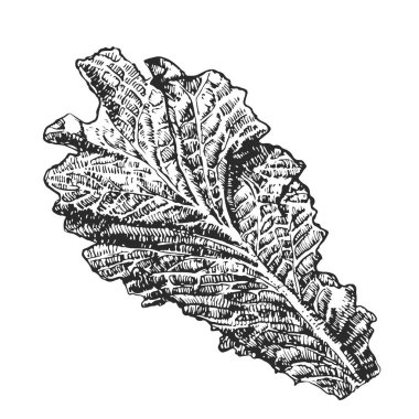 Klasik stil ve vektör ile el çizimi Marul