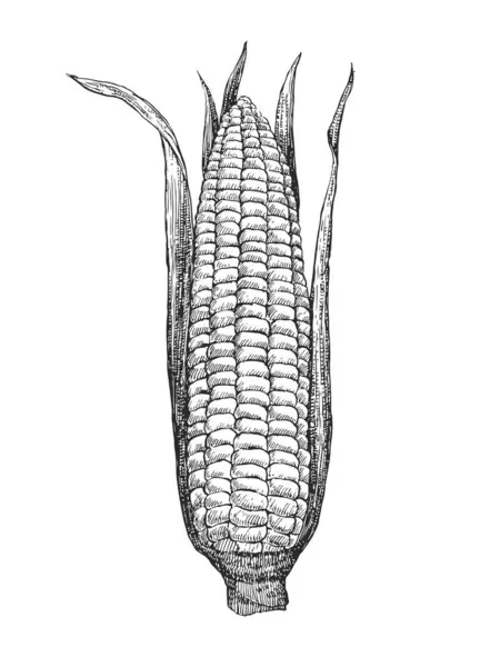 Hand Drawn Illustration Corn Vintage Style Vector — Stock Vector