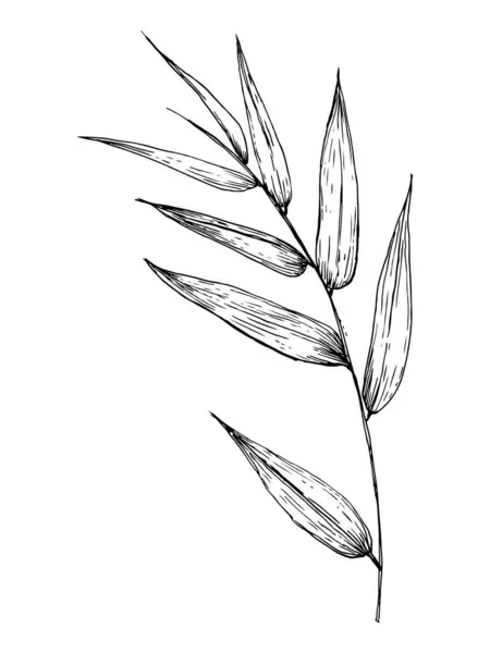 Hand Drawn Illustration Bamboo Branch Vector — Stock Vector