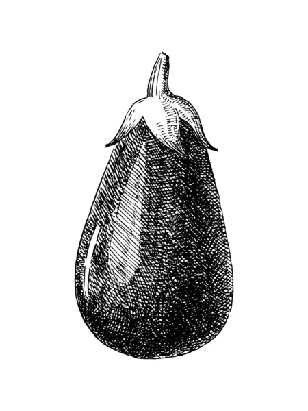 Hand Drawn Illustration Eggplant Vintage Style Vector — Stock Vector