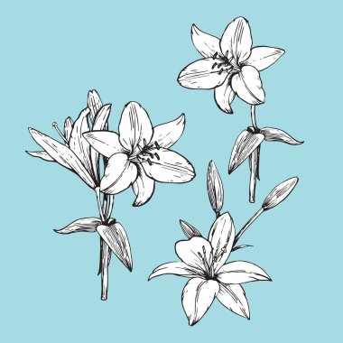 El çizimi gelincikler, vektör