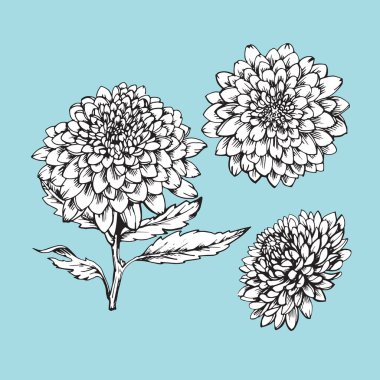 El yapımı kasımpatı kümesi, vektör