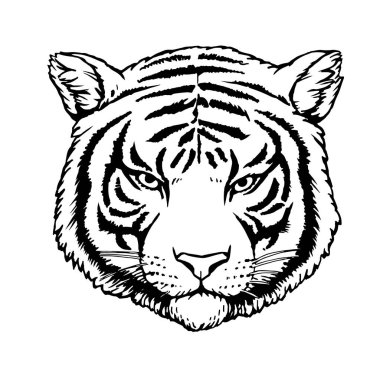 Tiger 'ın portresi. Elle çizilmiş illüstrasyon. Vektör