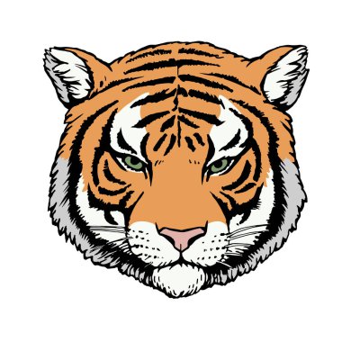 Tiger 'ın portresi. Elle çizilmiş illüstrasyon. Vektör