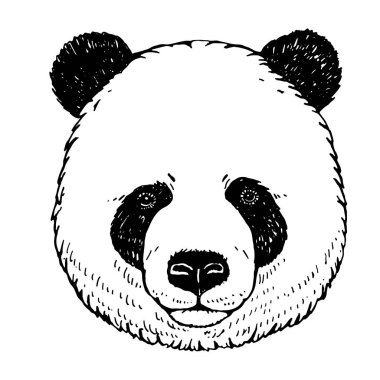 Panda portresi. Elle çizilmiş illüstrasyon. Vektör