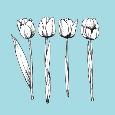 El çizimi laleler kümesi, vektör