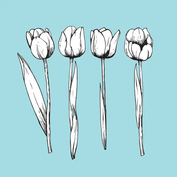 Set Hand Drawn Tulips Vector — Stock Vector